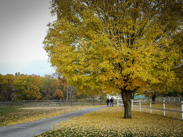 A fall walk