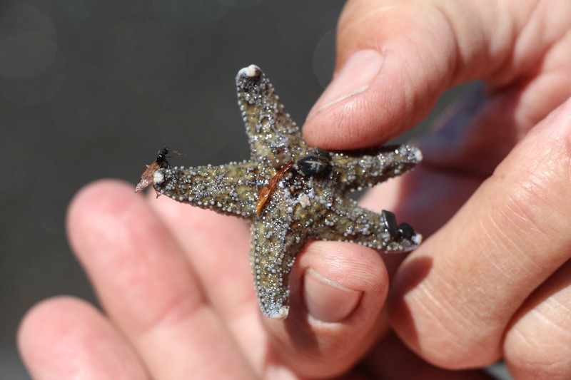Vicki found a tiny starfish washed up on the beach, near Kinsey Creek on the Lost Coast Trail