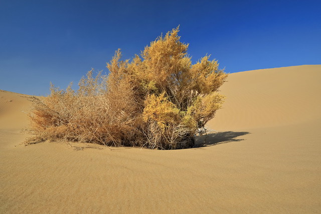 Unidentified isolated dry shrub. Badain Jaran Desert-Inner Mongolia-China-1206