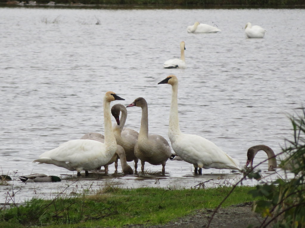 Trumpeter Swans most likely you will hear them before you see them