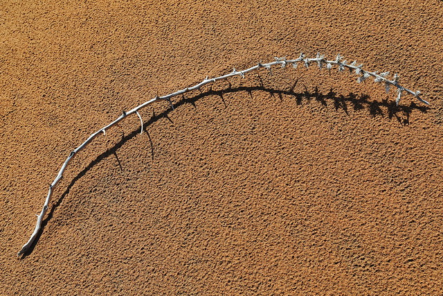 Sun-bleached dry twig of sand rice plant. Badain Jaran desert-China-1195