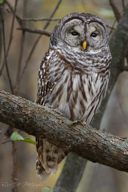Barred Owl / Chouette rayée