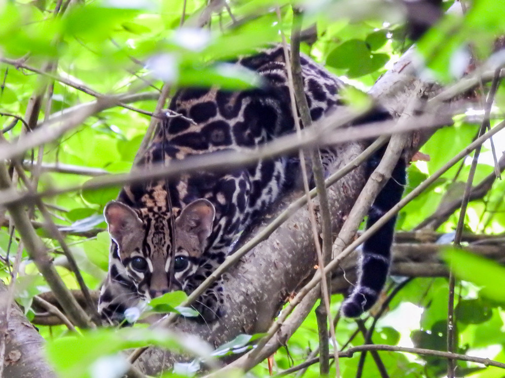 The ocelot (Leopardus pardalis) in Panama