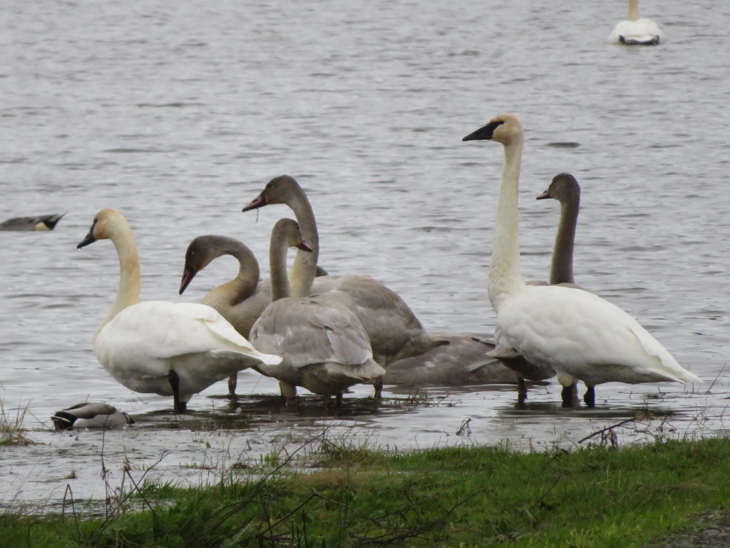 Lovley to see that the Trumpeter Swans have started to arrive.