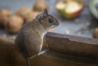 Waldmaus | Wood mouse | Apodemus sylvaticus | by *Photofreaks*