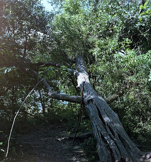 Fallen Tree, cropped