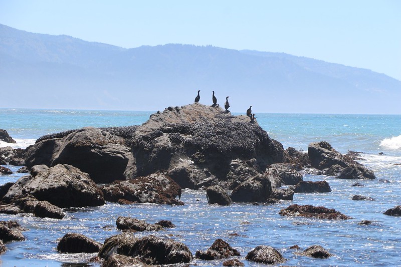 Zoomed-in shot of Cormorants on a large offshore rock near the point at Big Flat on the Lost Coast Trail