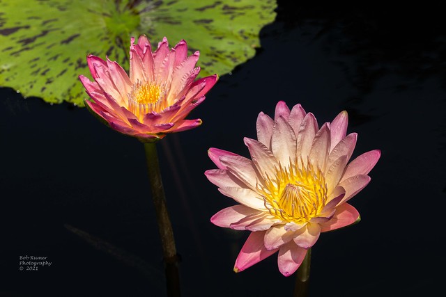 Tropical Night-flowering Waterlily Pink & Yellow.