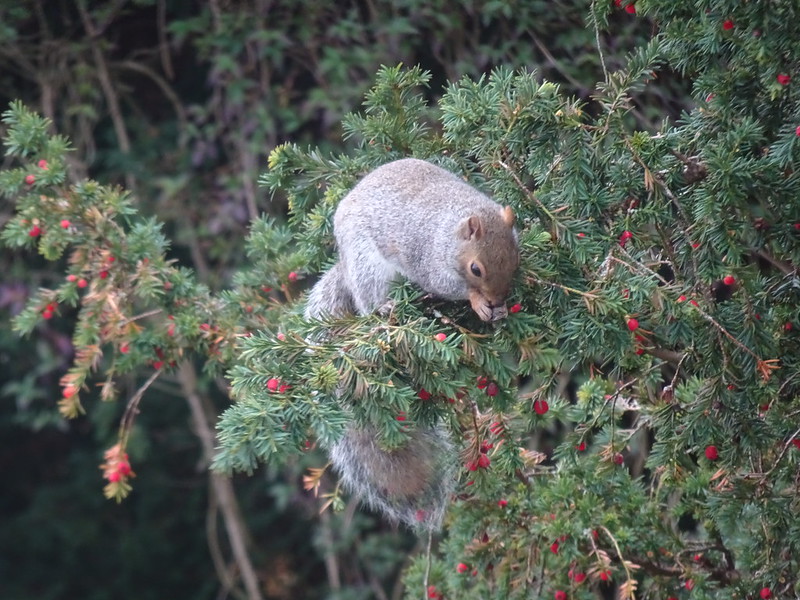 Squirrel in the Yew Tree