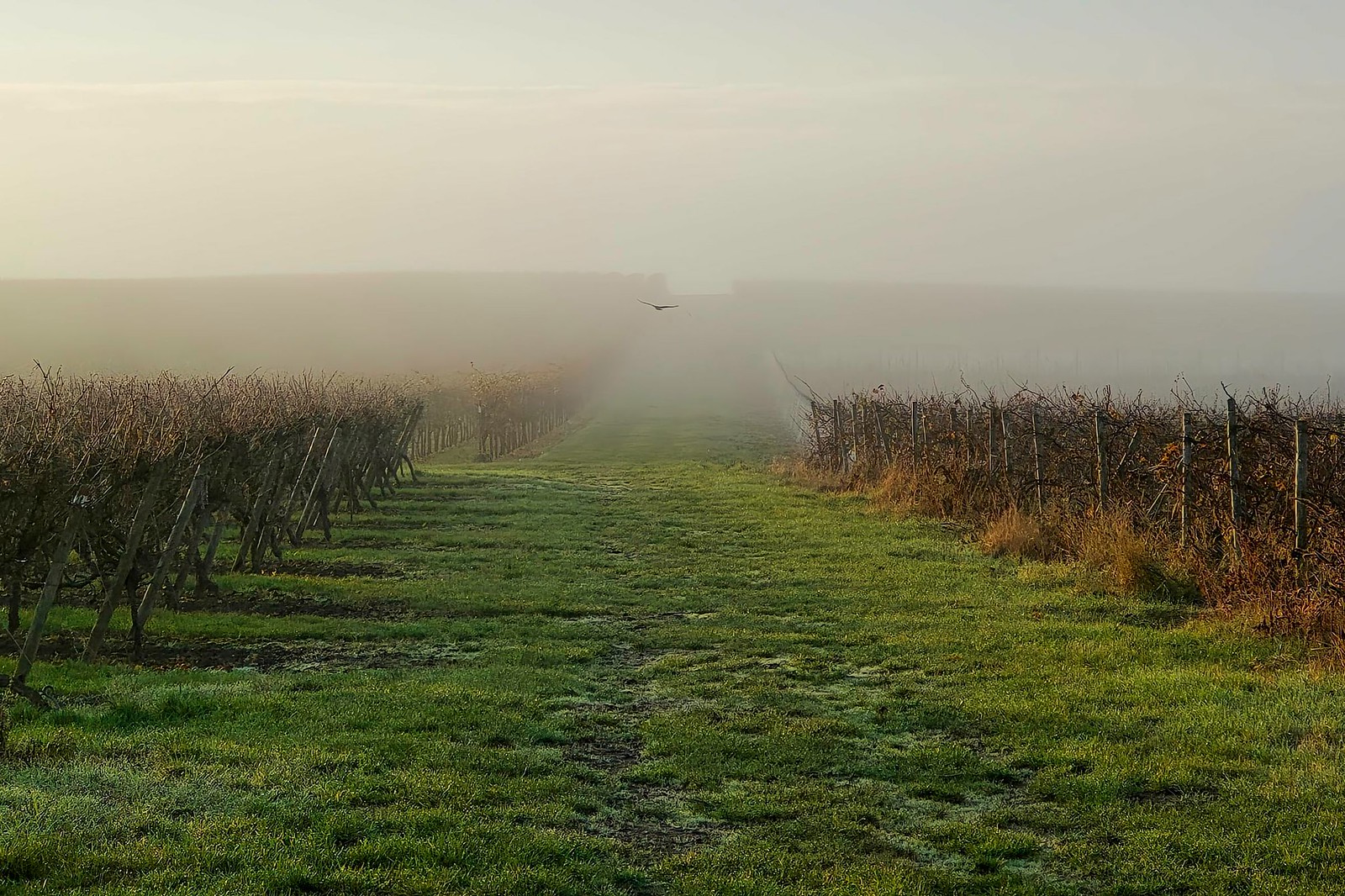 Greifvogel im Nebel über den herbstlichen Weinbergen vom Selztal