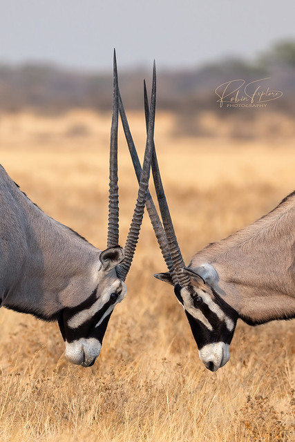 Fencing Oryx