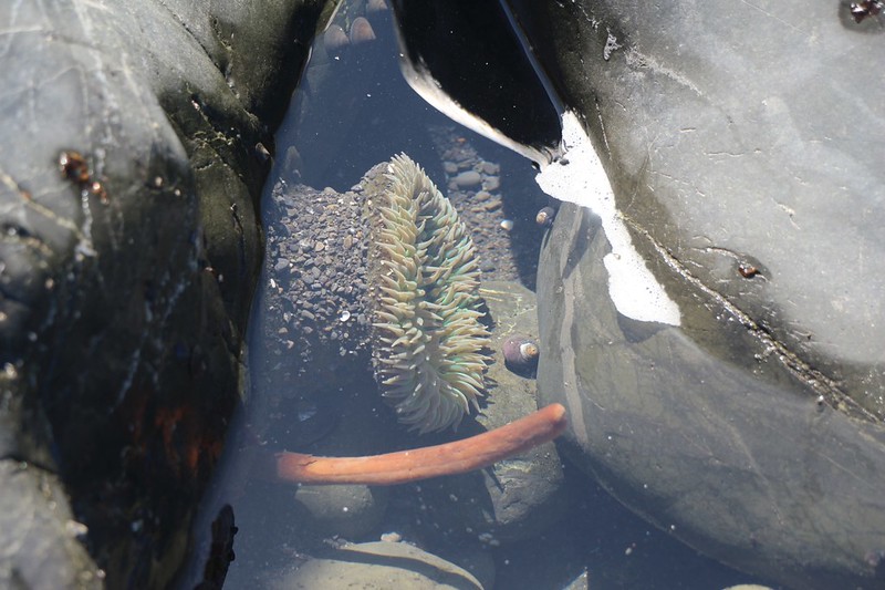A large anemone was seen, fully opened, in a quiet tidepool on the Lost Coast Trail