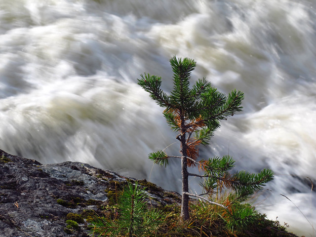 Dwarf Pine in Front of the Rapids