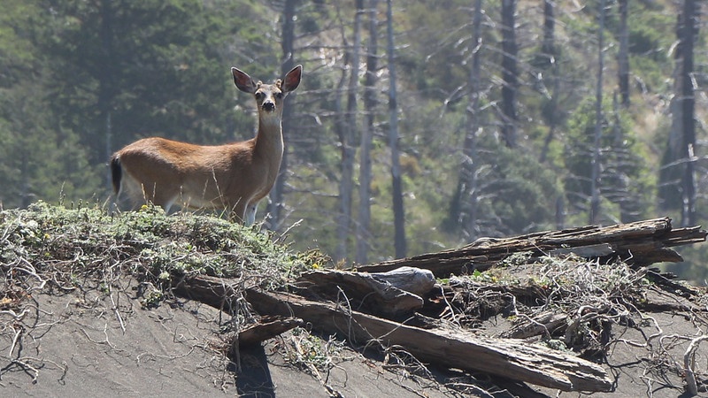 Zoomed-in shot of a mule deer near Big Flat on the Lost Coast Trail