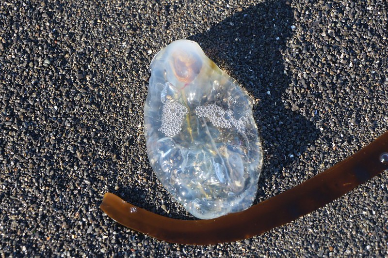 Strange clear jelly-like creature with a tough clear skin, like a silicone bag - we found several of these on the beach