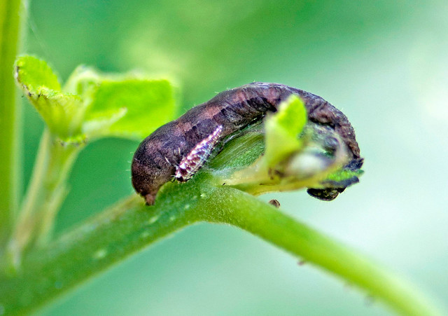 Ladybug Nymph Feeding On Parasitized Caterpillar