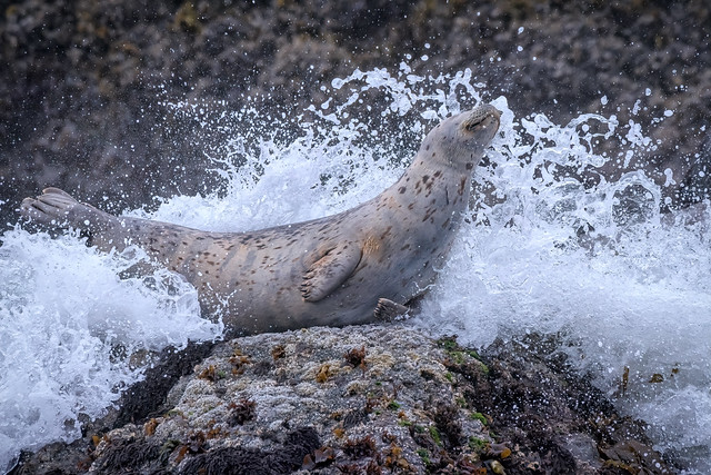 A wave splashing a Harbor seal on a rock on Bandon Beach, Oregon