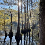 Lake Houston Wilderness Park Photos taken during my Forest Runs