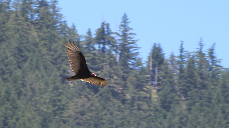 Zoomed-in view of a Turkey Vulture flying near Miller Flat - there were good pickings along the coastline!