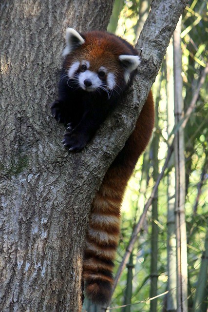 Red Panda - Nashville Zoo
