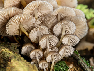 Fungi - Mary Edwards