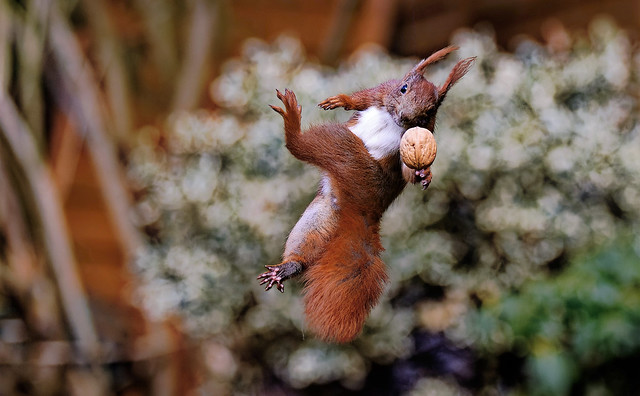 Eichhörnchen - red squirrel (Sciurus vulgaris)