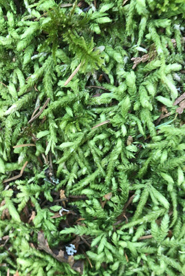 Waved Silk Moss