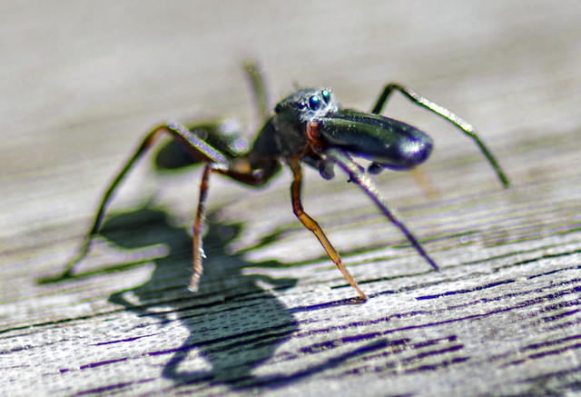 Myrmarachne japonica, Ant-mimic Jumping Spider