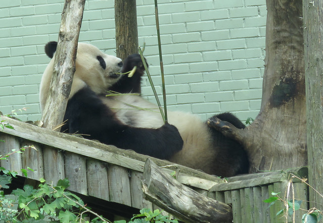 Edinburgh Zoo - Edinburgh Zoo - Giant panda eating