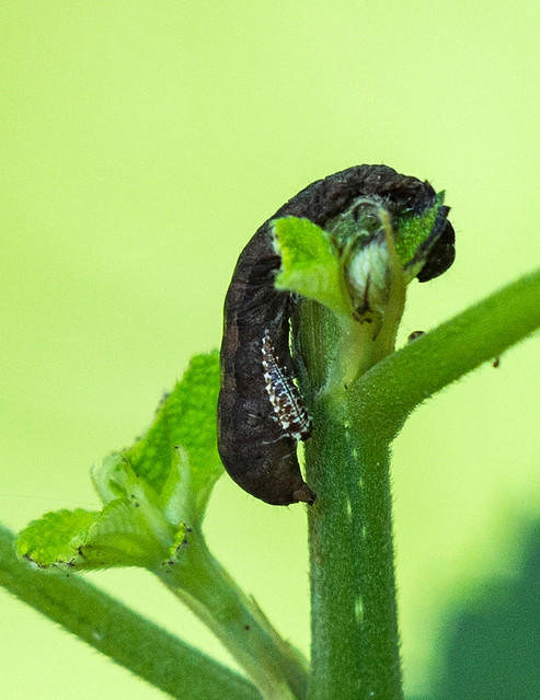 Ladybug Nymph Feasting On Parasitized Caterpillar