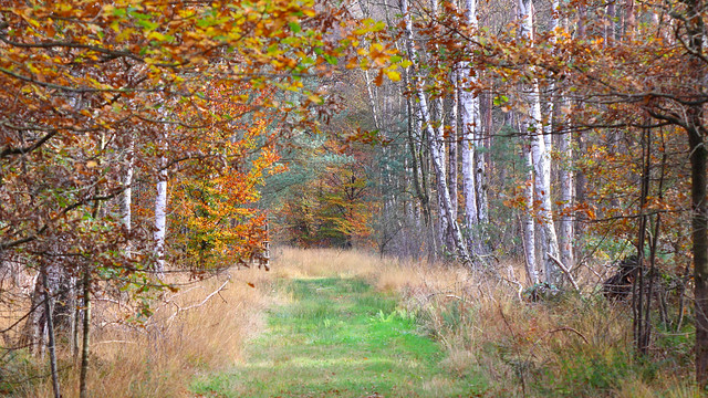 Herbstwald in der Davert