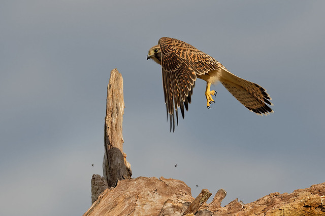 Faucon crécerelle - Falco tinnunculus - Common Kestrel - Turmfalke - Cernícalo vulgar - Gheppio comune