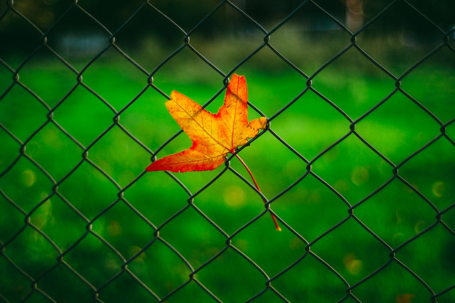 Fall Leaf on Fence