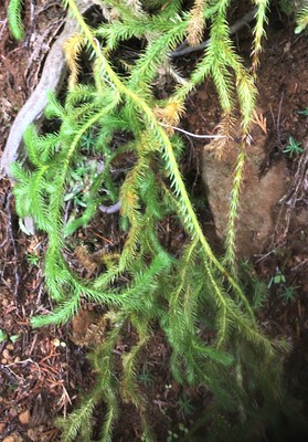 Stag's-horn clubMoss