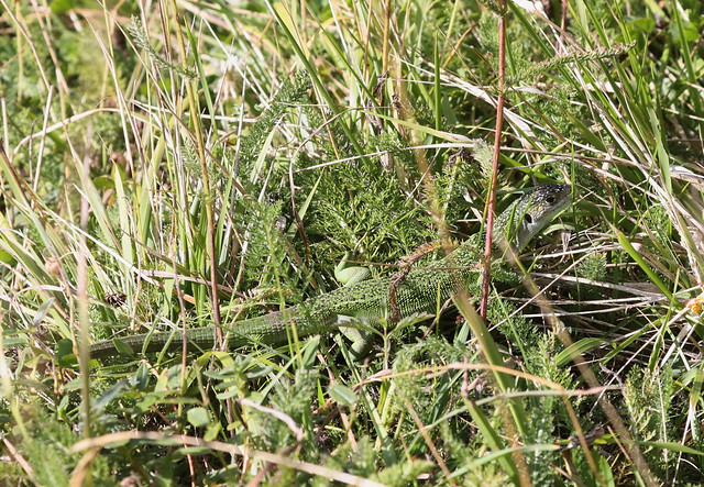 Vestligt Smaragdfirben (Western green lizard / Lacerta bilineata)