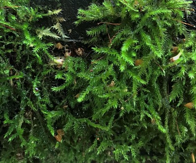 Shingle Moss.Neckera pennata (3)