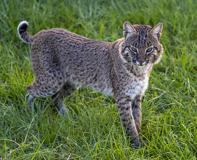 Bobcat, Red Lynx -Lynx rufus- Green Cay Nature Preserve.