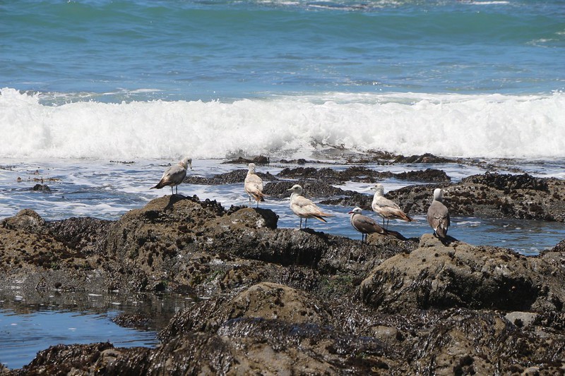 Close-up view of some seagulls on the low-tide rocks near Shipman Creek on the Lost Coast Trail