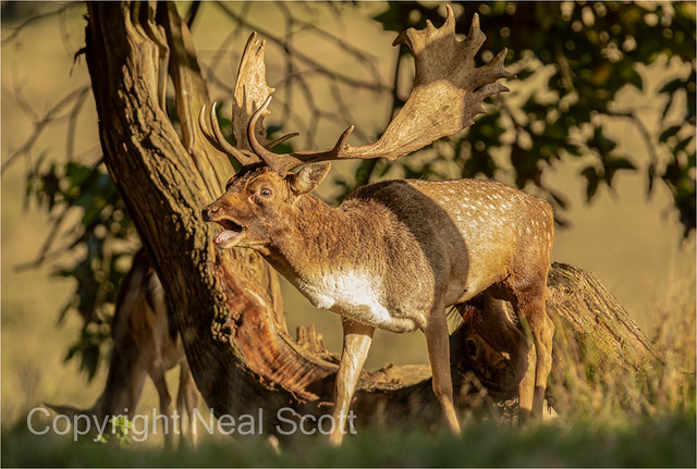 Bellowing Stag 2