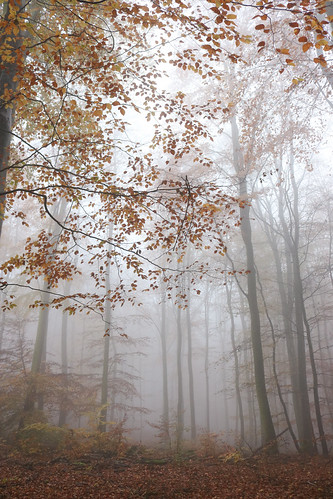 Novemberwald im Nebel