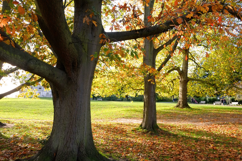 Autumn Sunlight @ Beckenham Park Place..