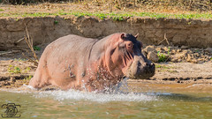 Flusspferd (Hippopotamidae)