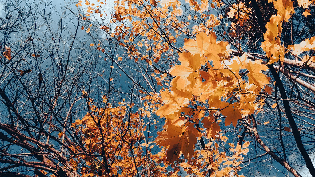 Fall in Toronto | Outono em Toronto