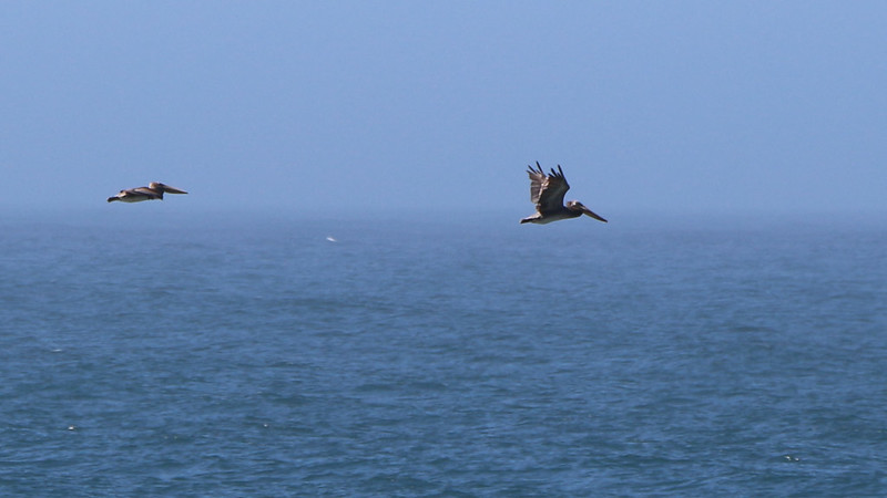 Zoomed-in view of pelicans flying in formation from the Lost Coast Trail near Miller Flat