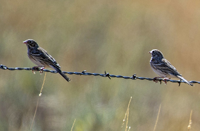 Vesper Sparrows On Barbed Wire