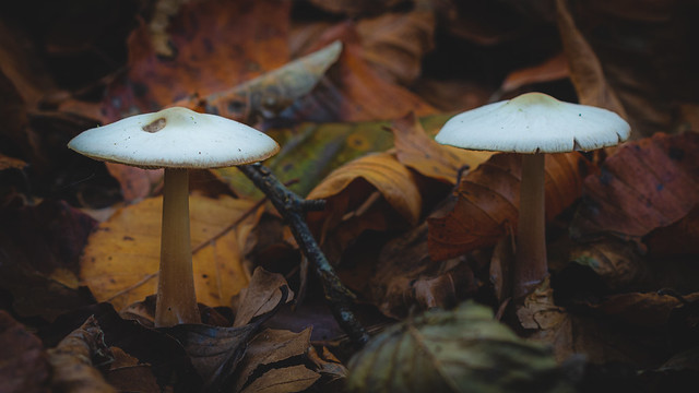 Mushrooms Caps