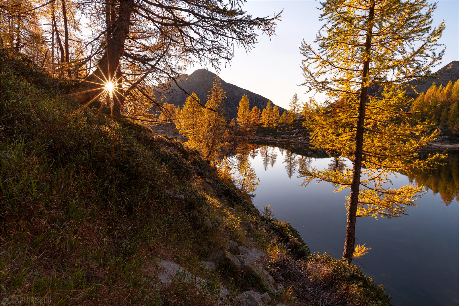 Sun and larches - Lago di Pozzoi