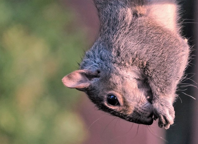 Un écureuil acrobate se suspend à la mangeoire , tête en bas après avoir mis la patte sur quelques graines à la disposition des oiseaux. Upside down squirrel to catch some seeds. .
