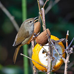 Japanese Bush Warbler With Snacks, Horornis diphone, ウグイス