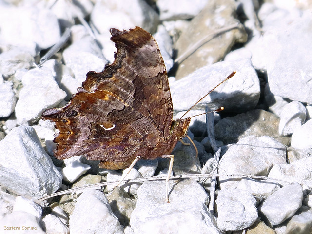Eastern Comma - Polygonia comma - Nymphaeaceae: Brushfooted Butterflies
